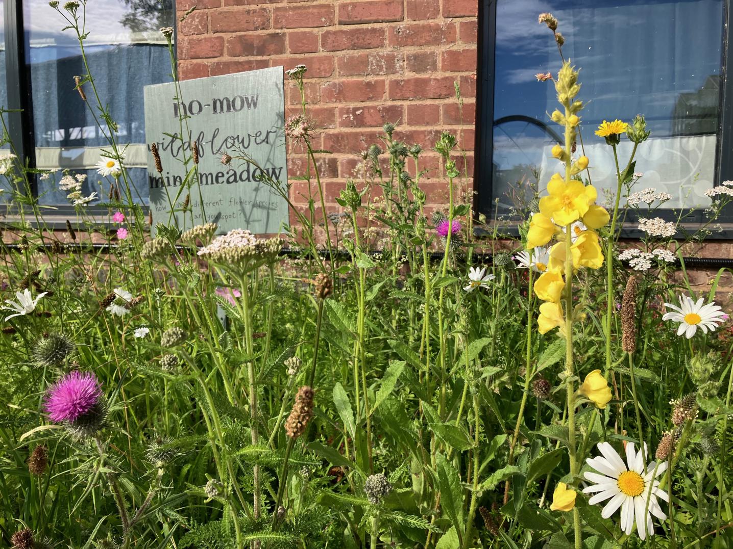 wildflowers with brick wall behind it