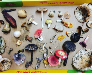 The Green Art Lab Alliance by Yasmine Ostendorf. Photo: Yasmine Ostendorf