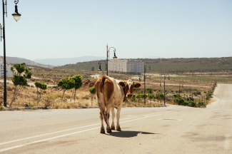 Photo by Rein Kooyman for Tangier: Facets of an Interzone