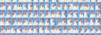 Daniel Szalai, Hen portraits, 2018.