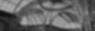 Header image for Art Capital