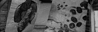 Header image for Tinca Veerman