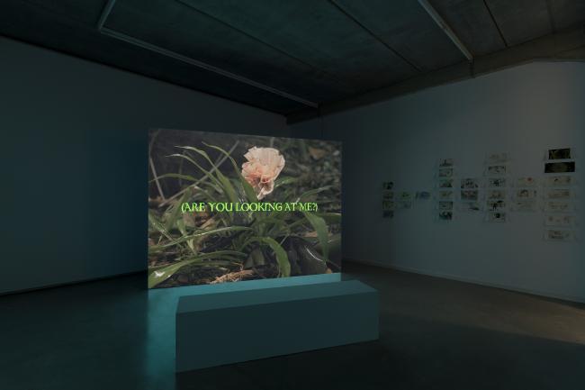 video in an exhibition room displaying floral secnes