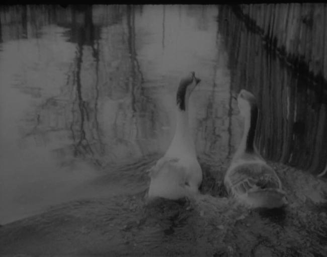 Scene from the film In Spring by Mykhailo Kaufman. Two geese swimming on rippling water, their reflections distroted in the surface. 