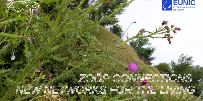 About Zoop Connections