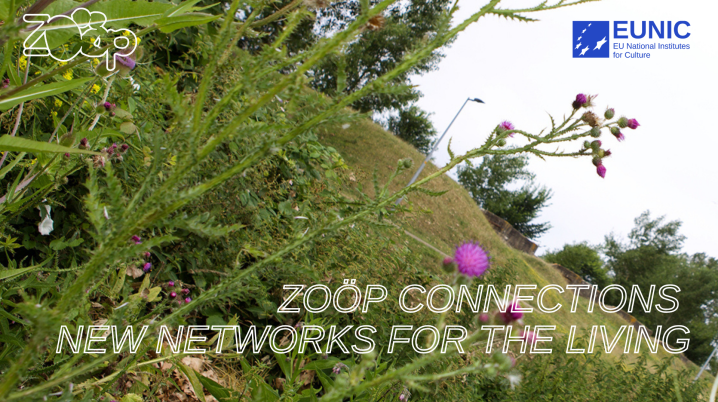 Tilted photographic view on wildflowers 